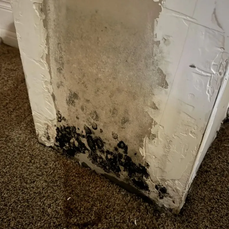 Professional Mold Removal in New Boston, OH